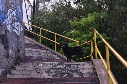 Por el sitio se observan algunos perro que andan sueltos, sin algún acompañante.