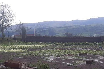Casas y cultivos afectados por la fuerte lluvia con granizada.