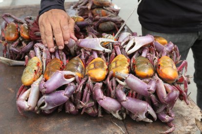 Las patitas gordas de los carapachudos sobresalen en los atados.