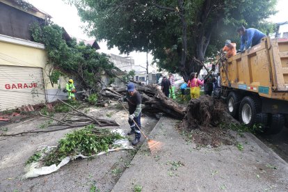 La lluvia causó la caída de un árbol sobre una residencia en Sauces 4.
