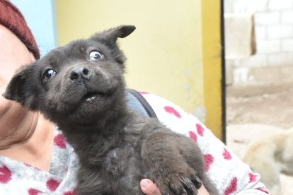 Esta cachorra necesita una operación en sus ojos.