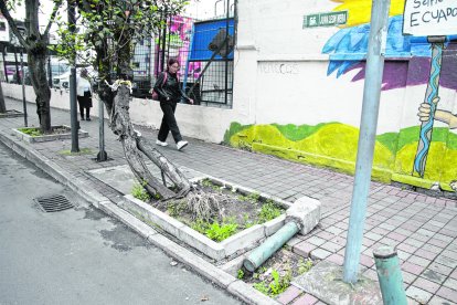 Este es un árbol caído que necesita intervención.