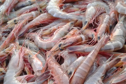 Ecuador vende camarón a Estados Unidos a un precio muy bajo.