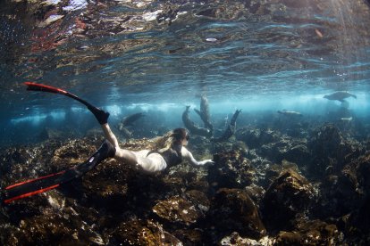 La deportista buceando entre lobos marinos.