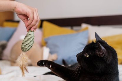 Los juguetes deben ser supervisados por sus dueños.