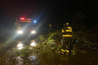 Con los aguaceros también se desprendieron árboles.