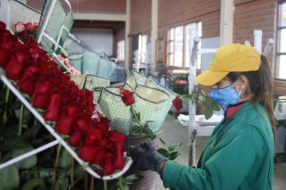Rusia es uno de los mercados importantes para las flores ecuatorianas.