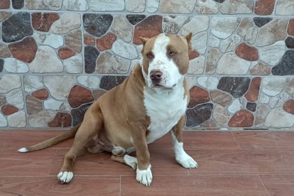 El perrito recibió atención médico por los cortes.