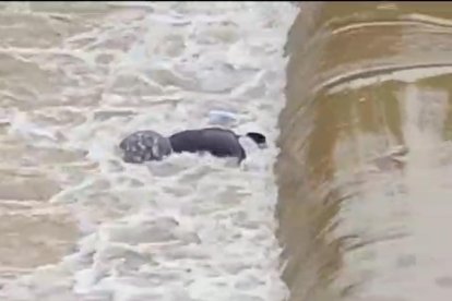 El cadáver apareció en el río.