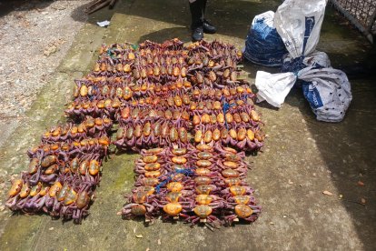 Los cangrejos liberados.