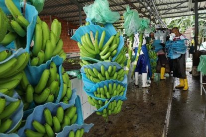 Rusia es el mercado principal del banano ecuatoriano.