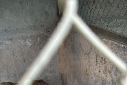 Los animales estaban encerrados y sin alimentación.