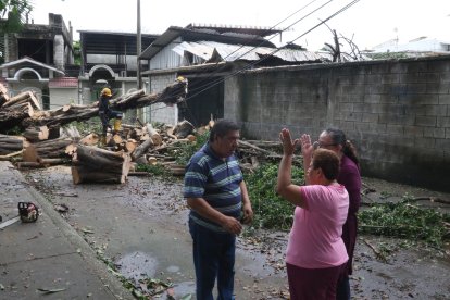 Vecinos se muestran preocupados, temen que otros arbustos caigan.
