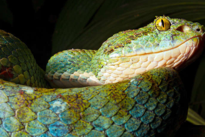 Una de la serpientes de pestañas descubiertas.