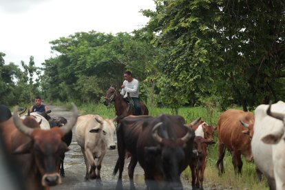 Los ganaderos deben recorrer largas distancias para hallar pasto para sus vacas.