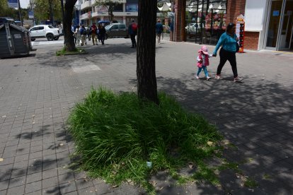 En la avenida Amazonas, de La Mariscal, así se podía ver algunos espacios verdes el lunes 4 de marzo de 2024.