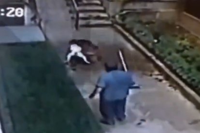 Un vecino intentó separar a los perros, sin éxito.