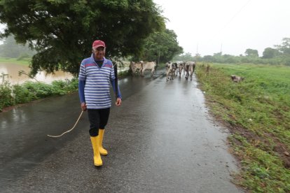 El ganado padece por la falta de pasto para alimentarse.