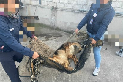 Han encontrado perros al borde de la muerte por desnutrición y maltrato.