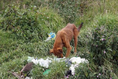 Algunos perros son hallados enfermos o golpeados deambulando en las quebradas.