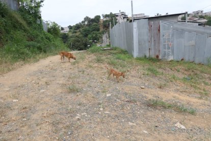 El hecho criminal ocurrió en la Balerio Estacio, en Guayaquil.