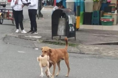 Momento en que el animal iba por la calle, llevándose el gran pollo para disfrutarlo.