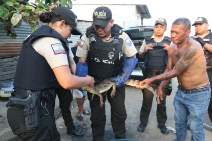 El animal fue entregado a la Policía Ambiental.