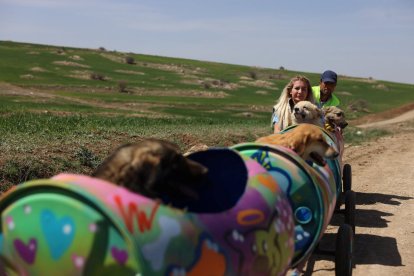 Los perros son paseados por Buket Özgünlü.