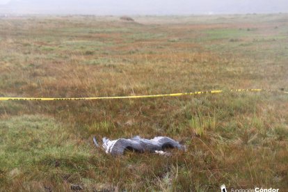 El cuerpo tenía 15 perdigones.