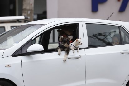 Los perritos estuvieron alegres.