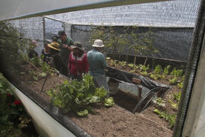 En los huertos se producen vegetales y gramíneas sin fertilizantes químicos.