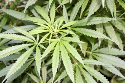 Se ha descubierto una larga lista de beneficios del cannabis