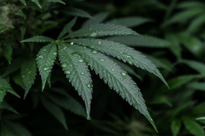 En Ecuador no se han permitido el uso recreativo de la planta