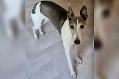 Arthur tiene 8 años