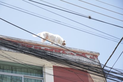 Siempre suele caminar por el borde de la terraza.