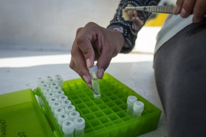 Lourdes Sierra Sánchez, guardaparques del Parque Nacional Galápagos, inspecciona una muestra de corte de aleta tomada de un tiburón martillo en las Islas Galápagos, Ecuador.
