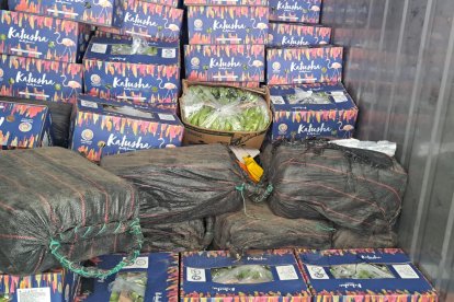 La droga estaba camuflada en cajas de Banano.