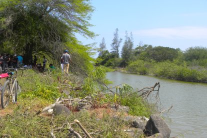 Árboles talados en Olón.