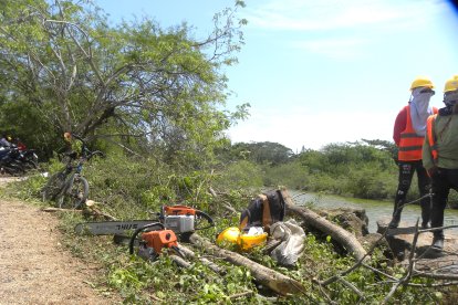 Asi quedó el área luego de que se realizara una primera tala en el sector.
