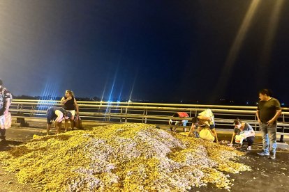 Ciudadanos llegaron al sitio a buscar algún camarón entero entre los desechos.