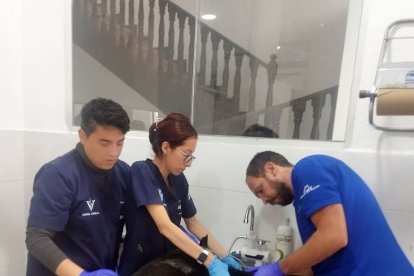 El pronóstico del animalito es reservado.