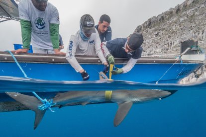 Investigadores colocan una etiqueta satelital montada en una aleta en un tiburón sedoso para rastrear sus movimientos casi en tiempo real.