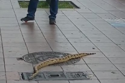 La víbora fue finalmente atrapada por un ciudadano que la puso en una bolsa y se la entregó a las autoridades.
