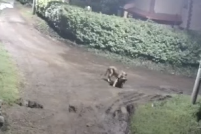 El felino salió de la casa con el perro.