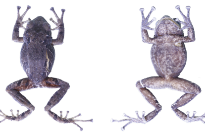 La Pristimantis normaewingae.