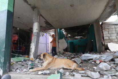 Un perro no quiso abandonar su casa, pese al nivel de los daños