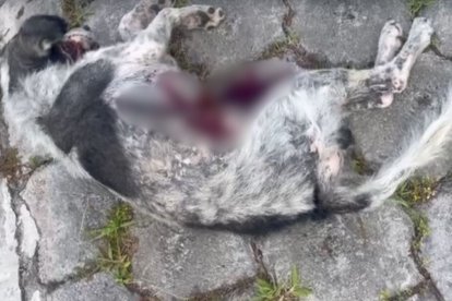 El perrito sería callejero.