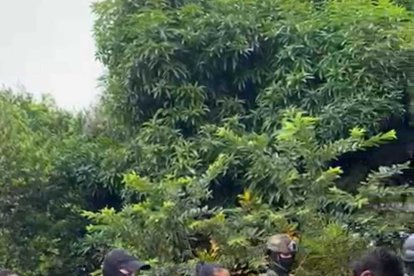 Una mujer lideraría una banda en el norte de Los Ríos.