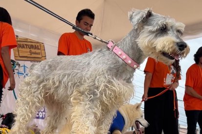 Hay muchos perros que pueden ser acogidos.