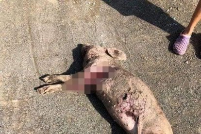 Los animales tienen heridas de  violencias y mutilaciones.